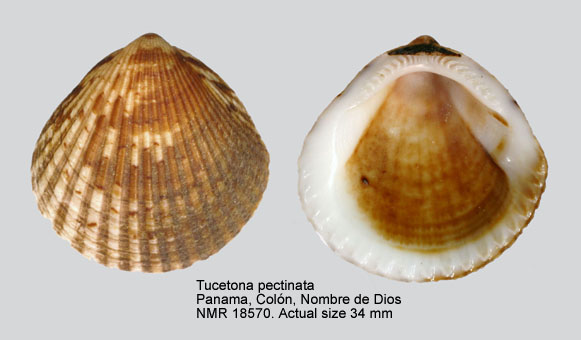 Tucetona pectinata.jpg - Tucetona pectinata(Gmelin,1791)